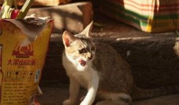 喵喵吃蓝瓜视频大全免费观看,免费观看喵喵吃蓝瓜视频大全